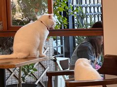 -有猫主题·治愈系猫咖(曾厝垵店)