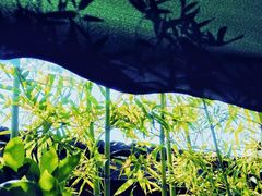 -徐氏竹香园牛肉火锅(飞虎路店)