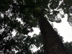 -凤栖山