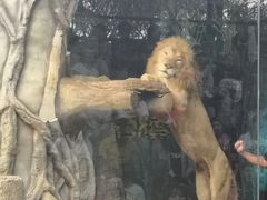 -清迈夜间动物园