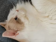 -滚猫咖啡·猫咖·猫友好撸猫(未来城店)