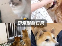 -是阿柴呀！柴犬咖啡·爱喵喵猫咖