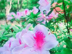 -上海滨江森林公园