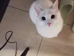 -Bastet sally猫舍购宠(静安店)