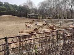 -沈阳森林动物园