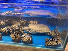 -扬州万怡酒店-中餐厅(文昌中路店)