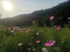 -武陵山森林公园