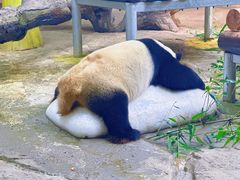 -广州长隆野生动物世界
