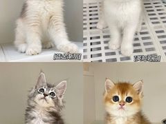 -lincat·猫舍(广州店)