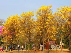 -天适樱花悠乐园