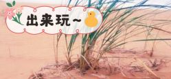 -麦粒鸟亲子游