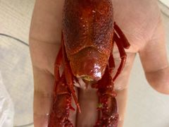 -洪福龙虾