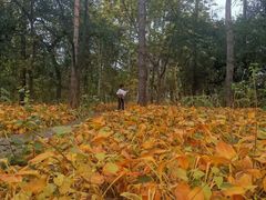 -黑龙江省森林植物园