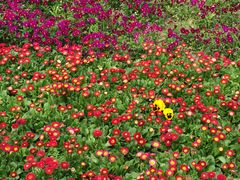 -杭州城北体育公园