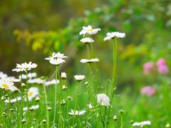 -白鹭湾湿地公园