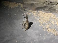 -绿色星球动物主题公园
