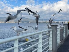 -海埂大坝
