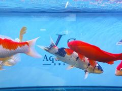 -青石桥花鸟鱼虫市场(叠翠城店)