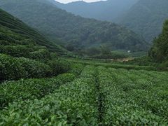 -龙坞茶村