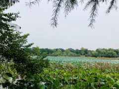 -东湖落雁景区