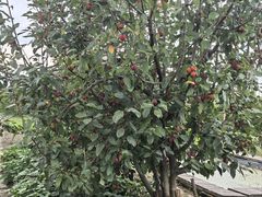 -樂桃源奉贤黄桃种植采摘基地