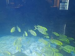 -烟台海昌鲸鲨海洋公园