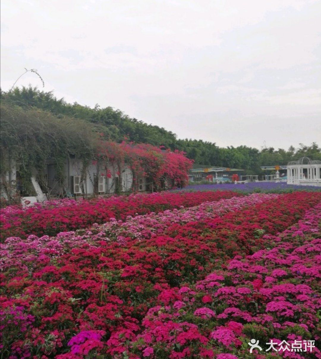 攻略 | 广州百万葵园拍照打卡攻略