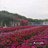 攻略 | 广州百万葵园拍照打卡攻略