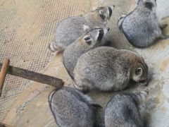 -杭州野生动物世界