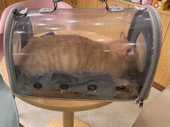 -宠颐生宠物医院·心肾内科·猫专科诊疗中心宠巢店
