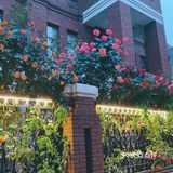 花都开好了，就等你来