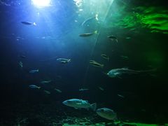 -凯莉-塔尔敦海洋生物水族馆