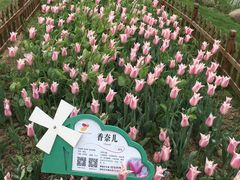 -荷兰花海