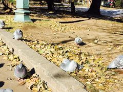 -北海道厅旧本厅舍(旧本庁舎)