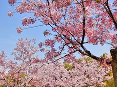 -新江湾城公园