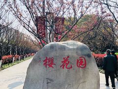 -高东镇樱花园
