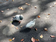 -上海宋庆龄故居纪念馆