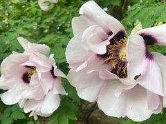-洛阳市隋唐城遗址植物园