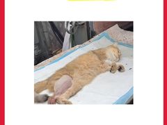 -守诺宠物医院·眼科· 特色牙科·异宠专科(虹口店)