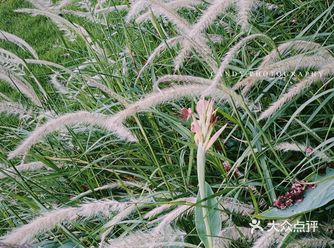 深圳日常光明科学城随拍