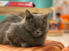 -飞行喵MR PILOT|猫舍·猫咖(静安大融城店)