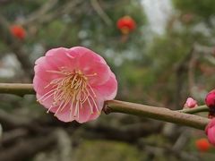 -和平公园