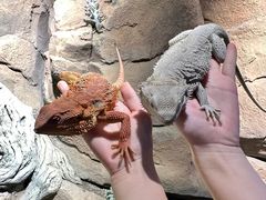 -帕帕拉兹宠物(亚洲旗舰店)