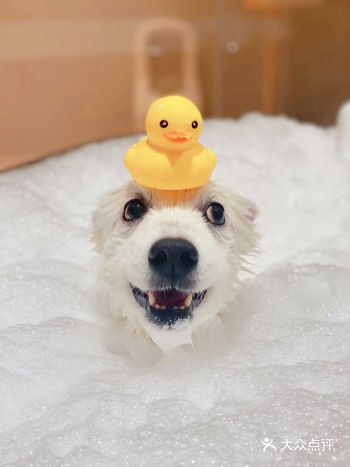 摊牌了！我其实一直在这家宠物店SPA