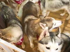 養樂多-Husky Go! 哈士奇体验馆·宠物咖啡厅狗咖