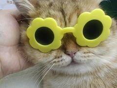 -博特宠物医院24h犬猫全科.骨科·异宠