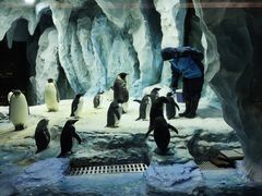 -帝企鹅自助餐厅•儿童岛•真企鹅(长隆企鹅酒店)