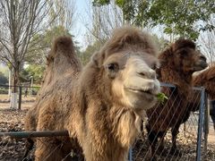 -长白岛森林公园