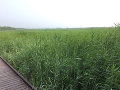 -西青郊野公园
