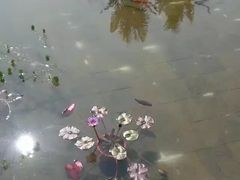 -西双版纳融创皇冠假日度假酒店